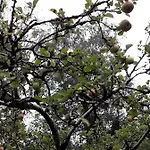 Berk En Heide * רוזמאלן
