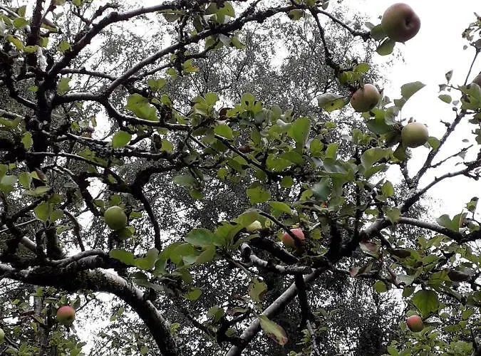 Berk En Heide * Rosmalen